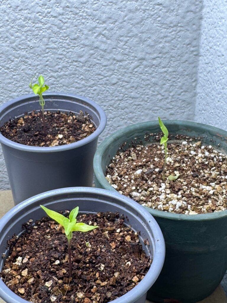 Help with my pepper seedlings
