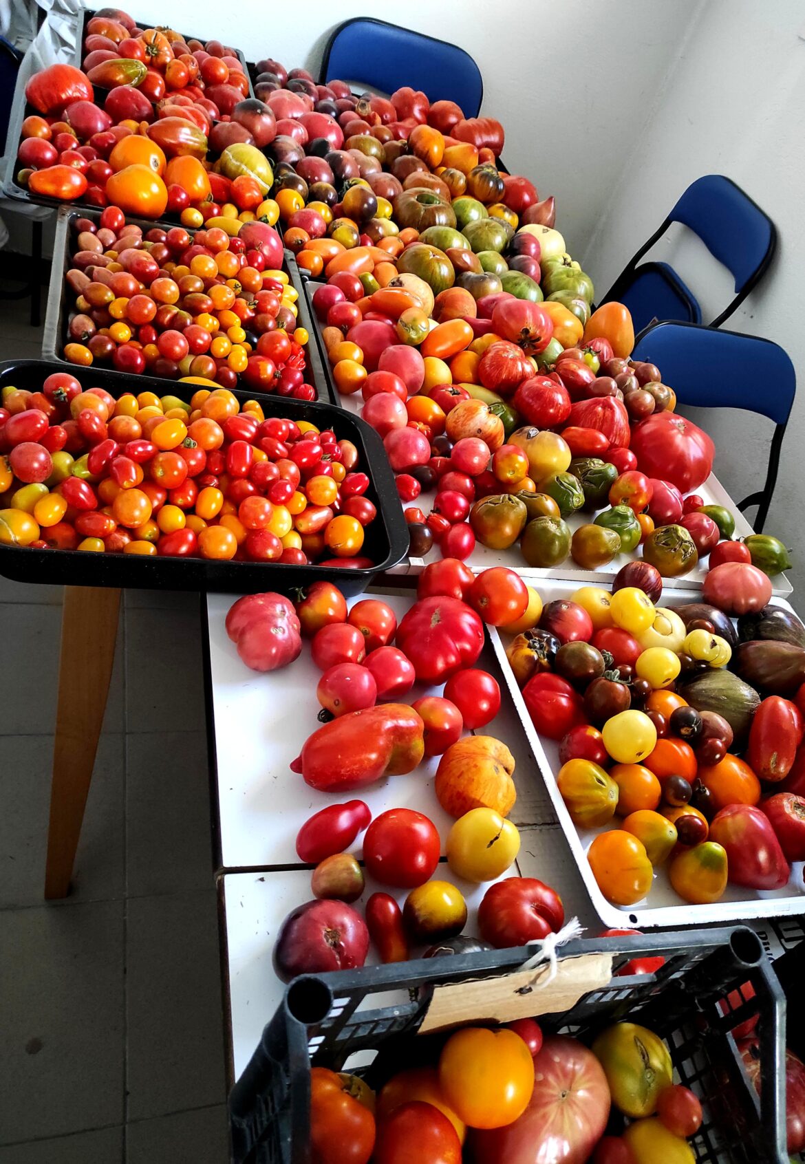 Yesterdays tomato harvest