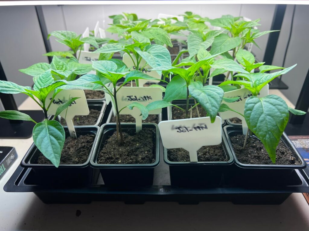 Week 4- will I need to pot up?