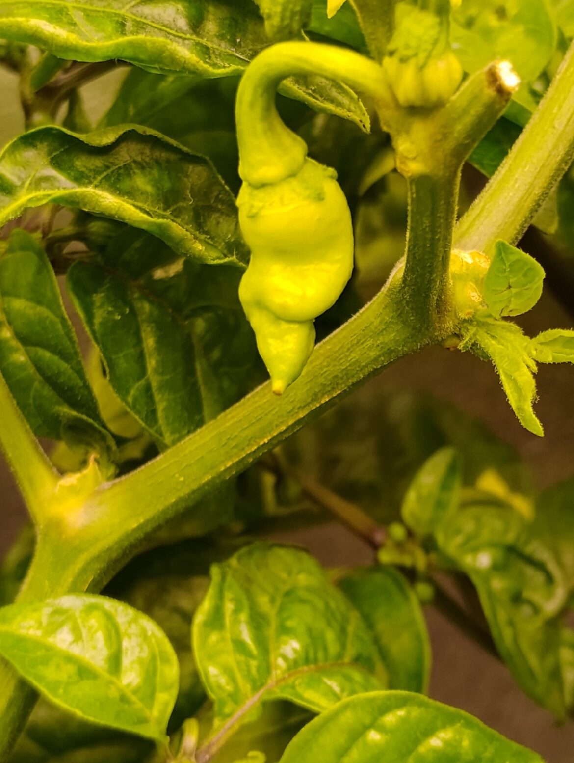 Potentially Death Spiral