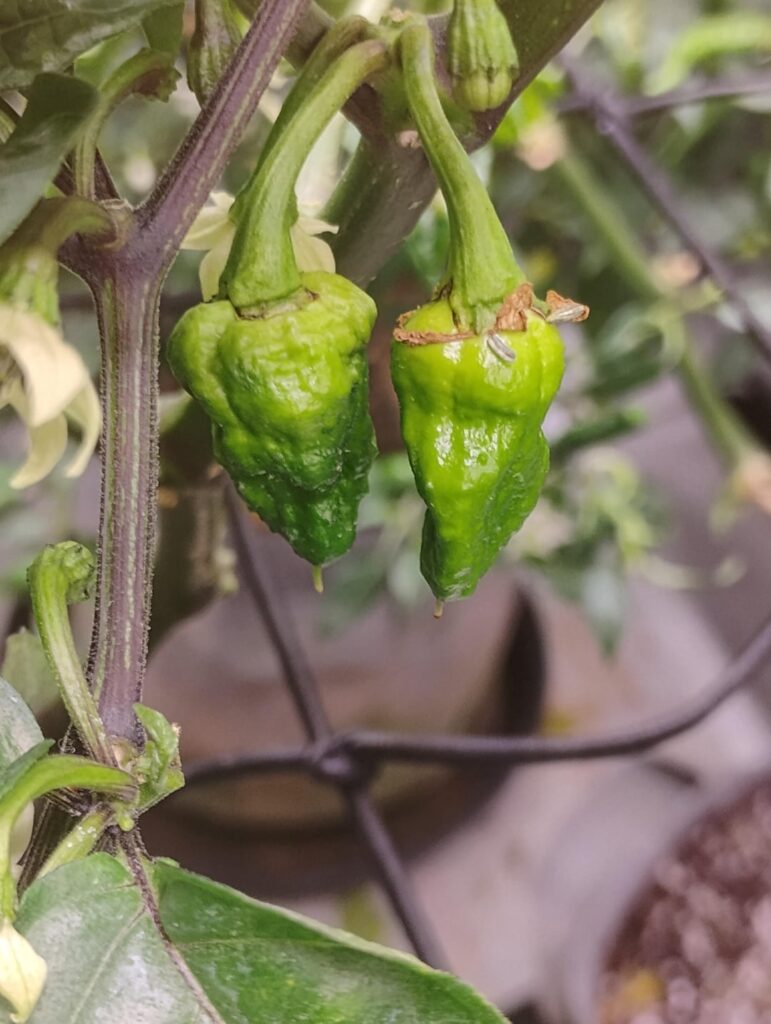 Is these on track to be Apocalypse? 🤔