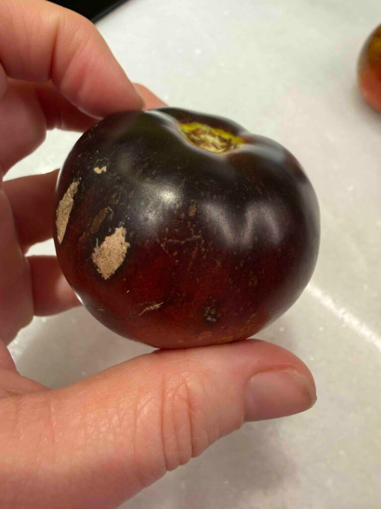 My Dark Galaxy Tomatoes