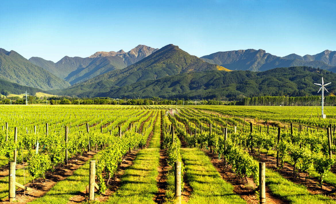 Marlborough winegrowers brace for challenging years ahead New Zealand’s largest wine region is bracing for a prolonged downturn, with growers cutting production and facing mounting financial pressure. Industry leaders warn the road back to profitability will be slow, despite signs of global demand.
