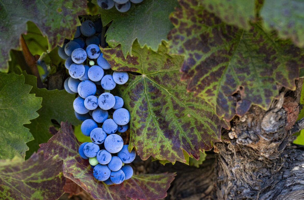 Why Chile’s ‘forgotten’ ancestral grape is due a second renaissance