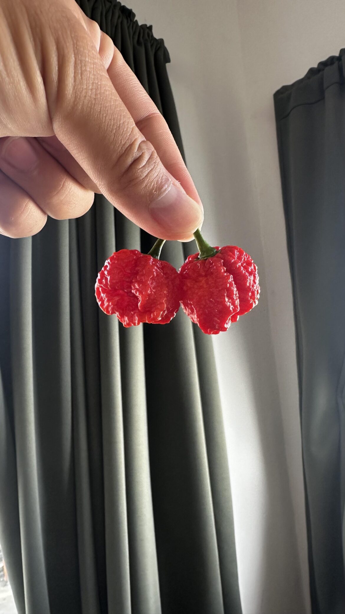 Is this really a Carolina Reaper?