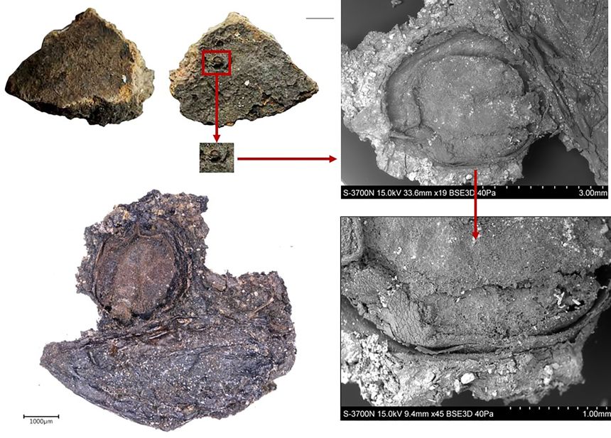 Researchers found that some plants, like the viburnum berry shown above, were popular across regions, and they are still used in the modern day.