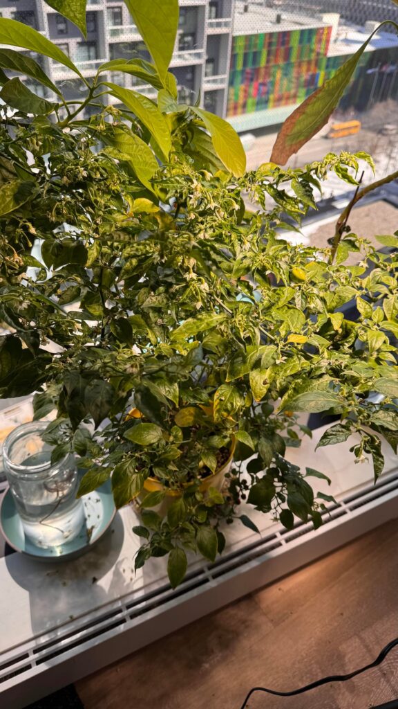 Habanero plant grown indoors during winter