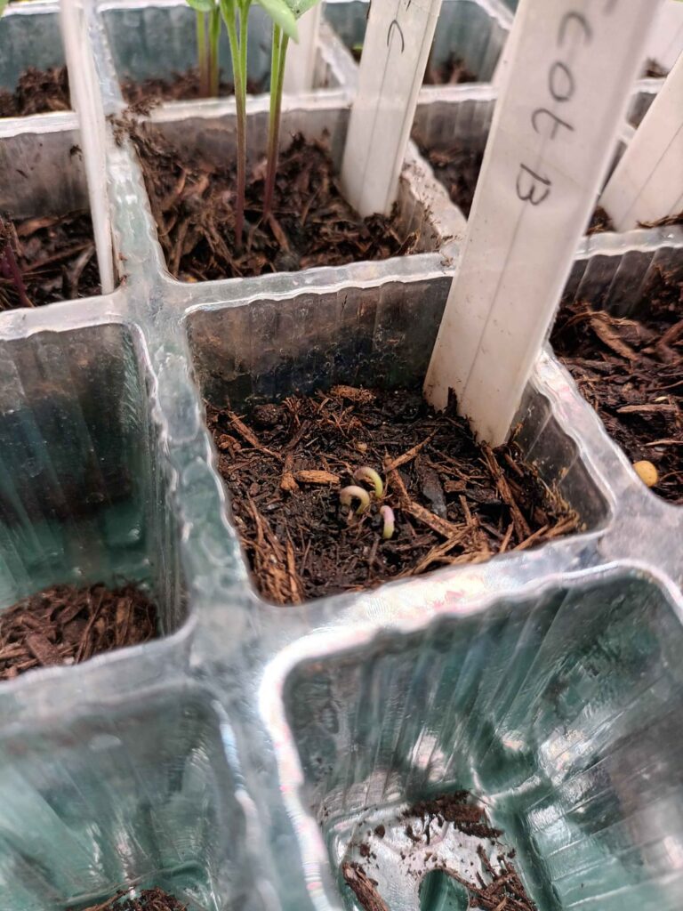 Why are my Scotch bonnets stuck?