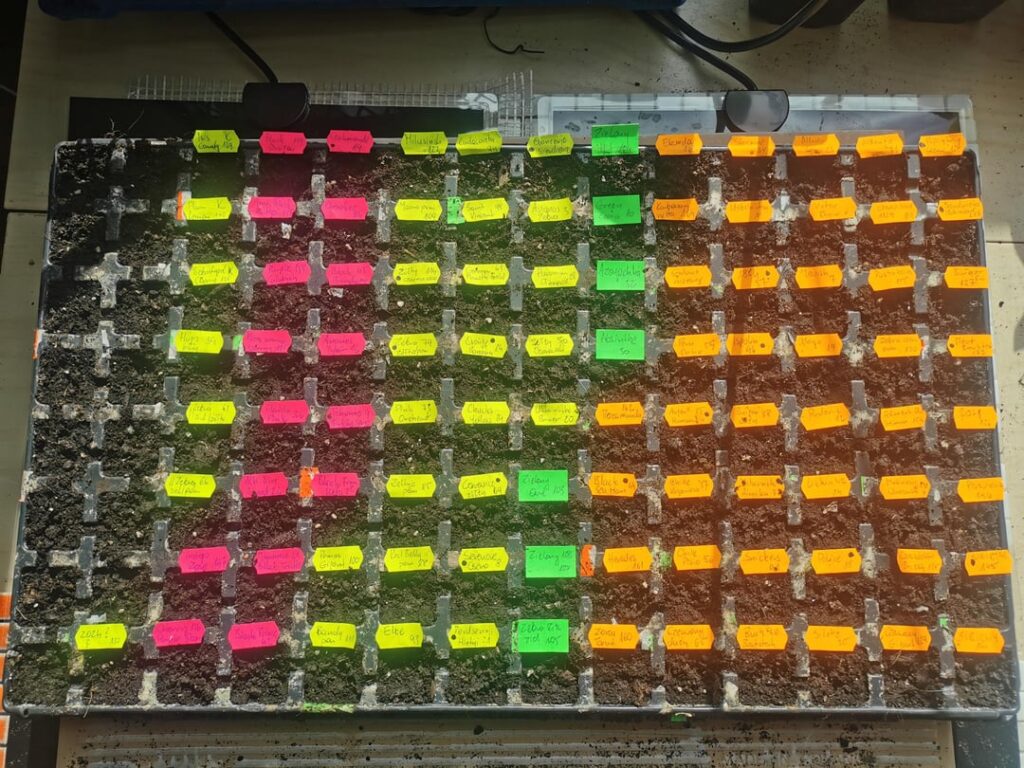 I’m very happy that you enjoyed my tomato post. Thank you all.  Below is my path to the harvest.