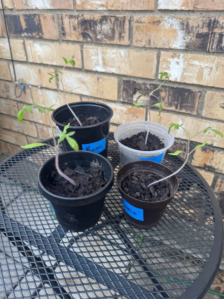 Why are my seedlings so... puny?!