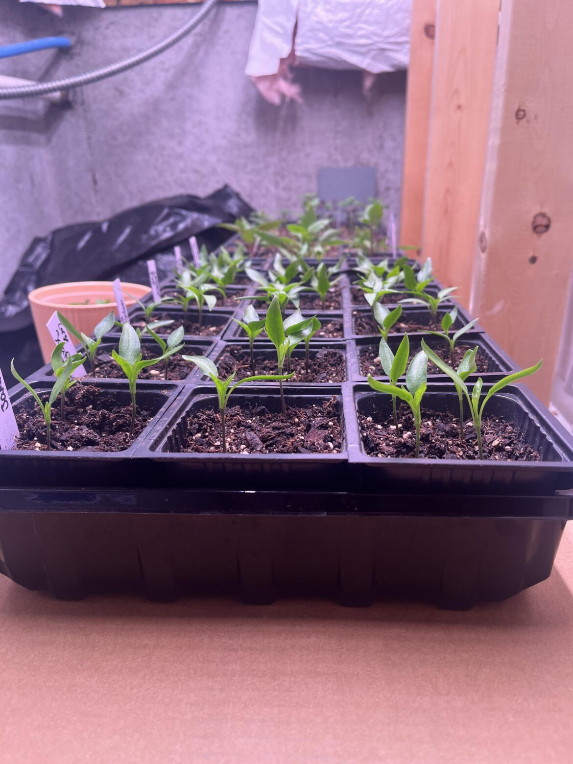 Thin? Pot up? Fertilize?