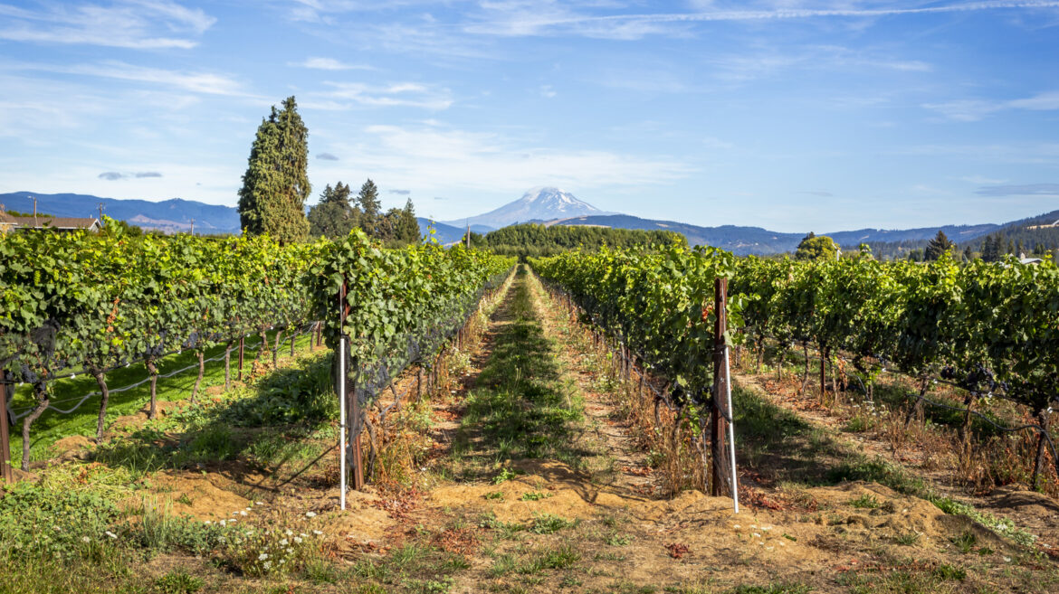 5 Must-Visit Pacific Northwest Wineries That Could Pass For The Italian Countryside, According To Tourists