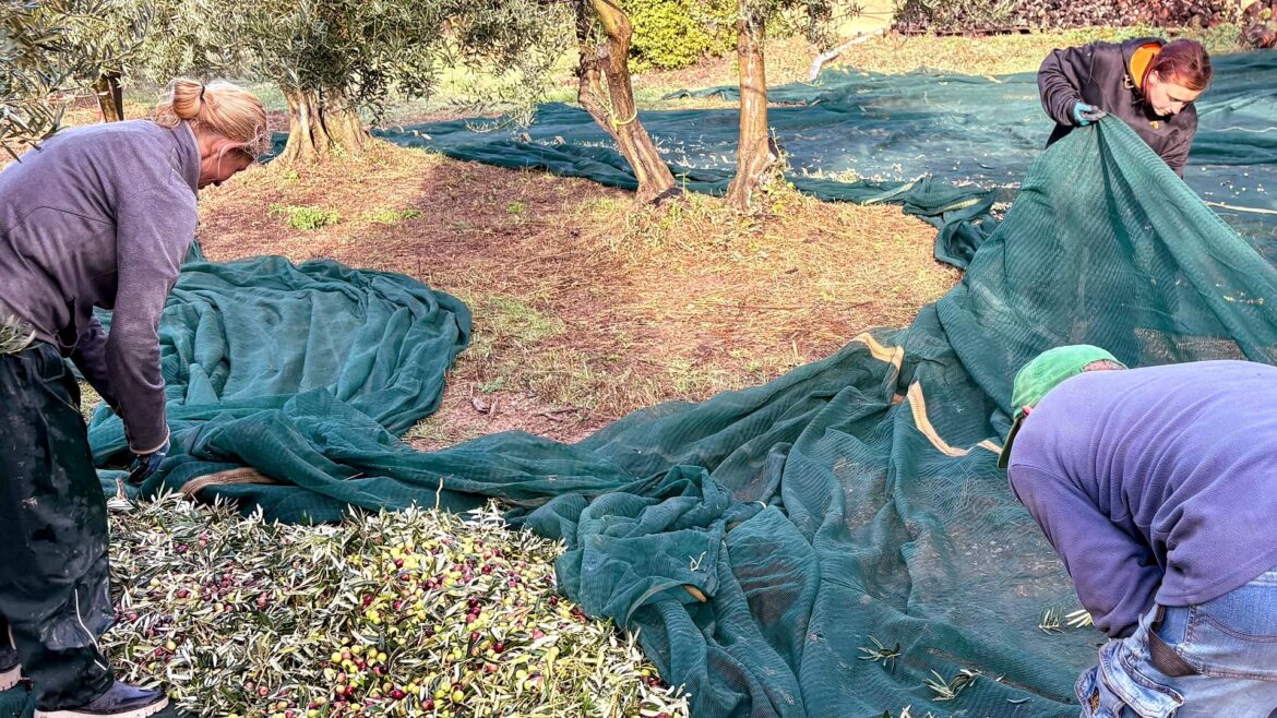 At Domaine de Gerbaud, Native Provençal Cultivars Shape an Award-Winning Blend Olive Oil Times