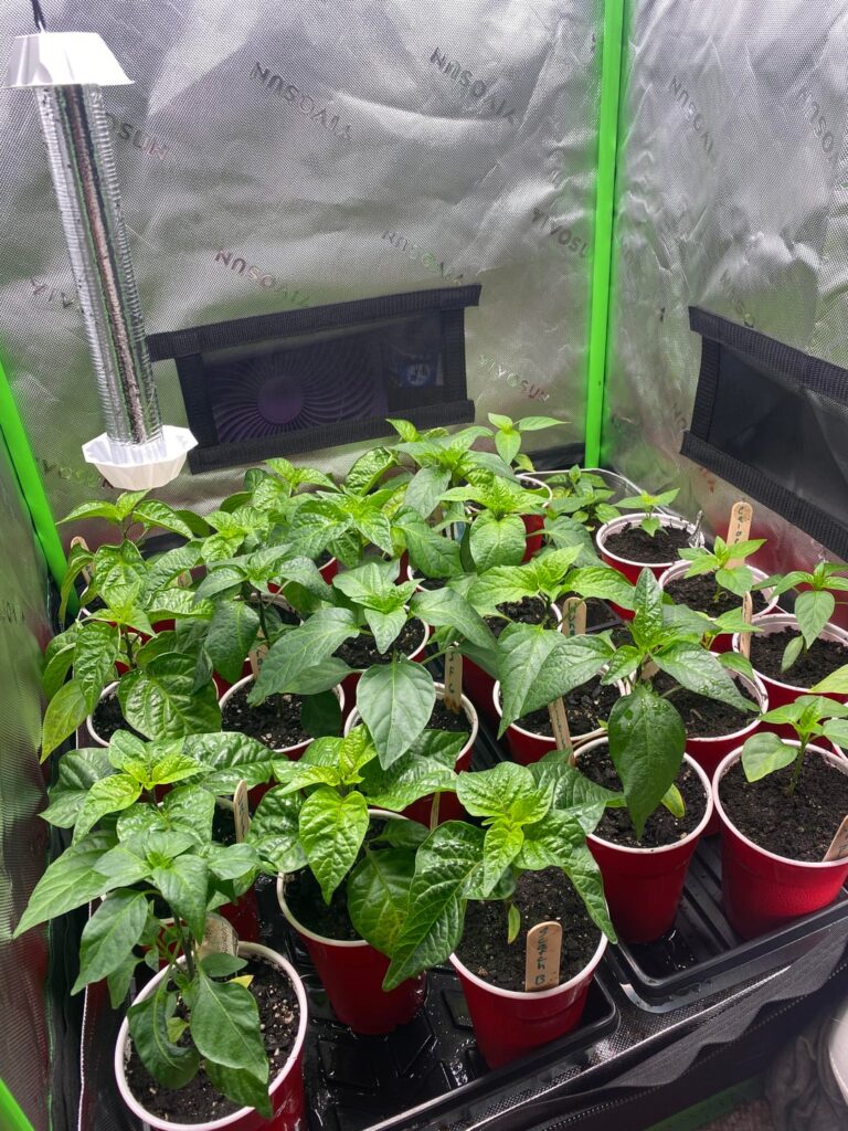 One last post before I throw these beauties away 🥲