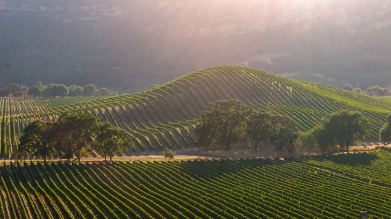 Aerial view of vineyards at sunset in Napa Valley, California