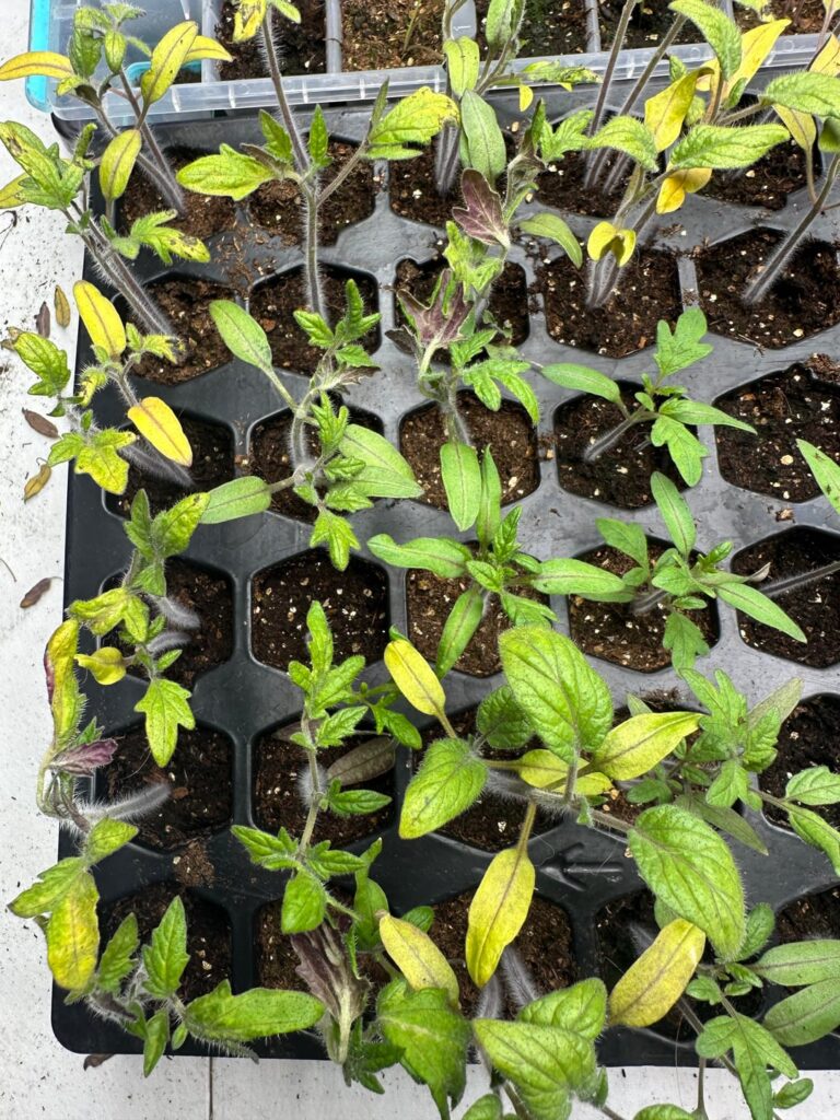 Seedlings looking a little weak/disfigured?