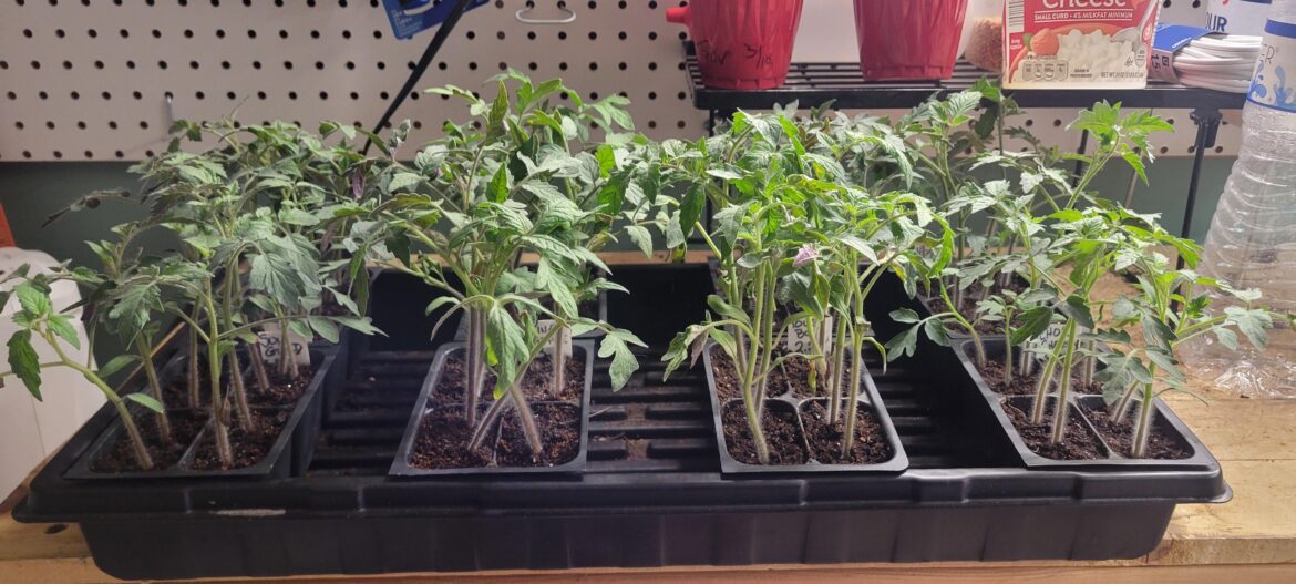 Tomato Seedlings, Day 22