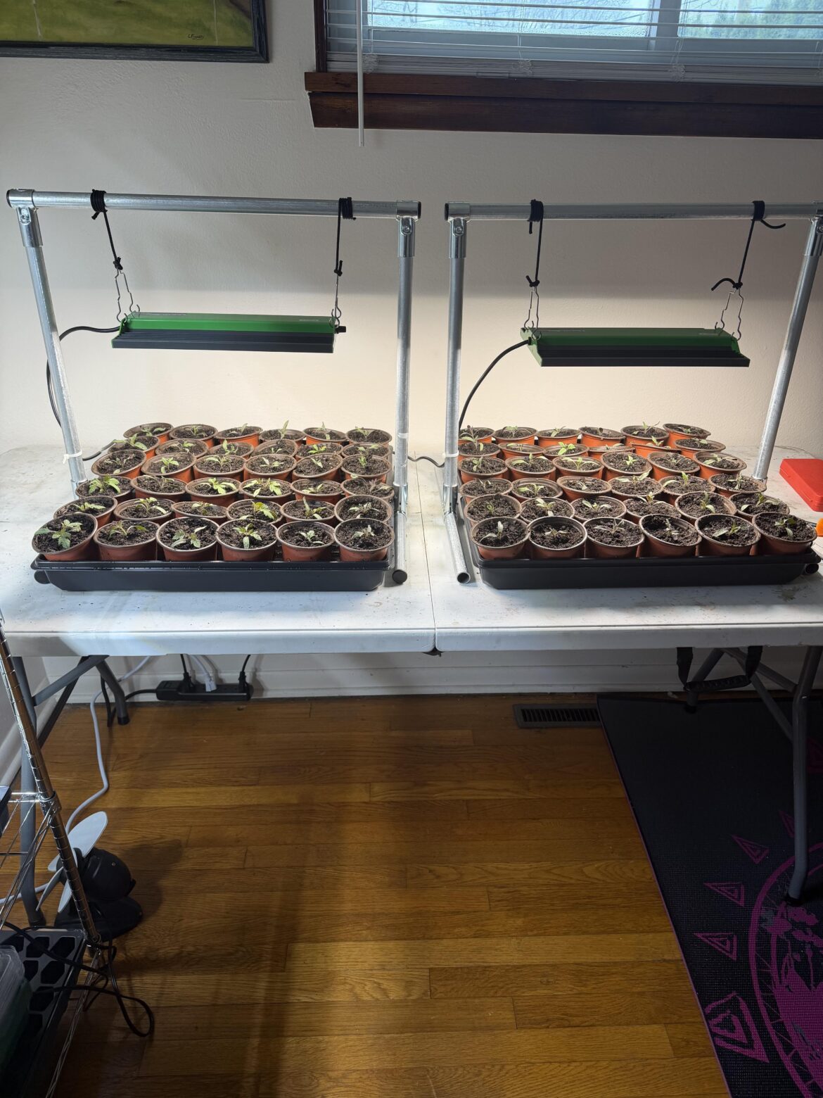 Ended up separating seedlings