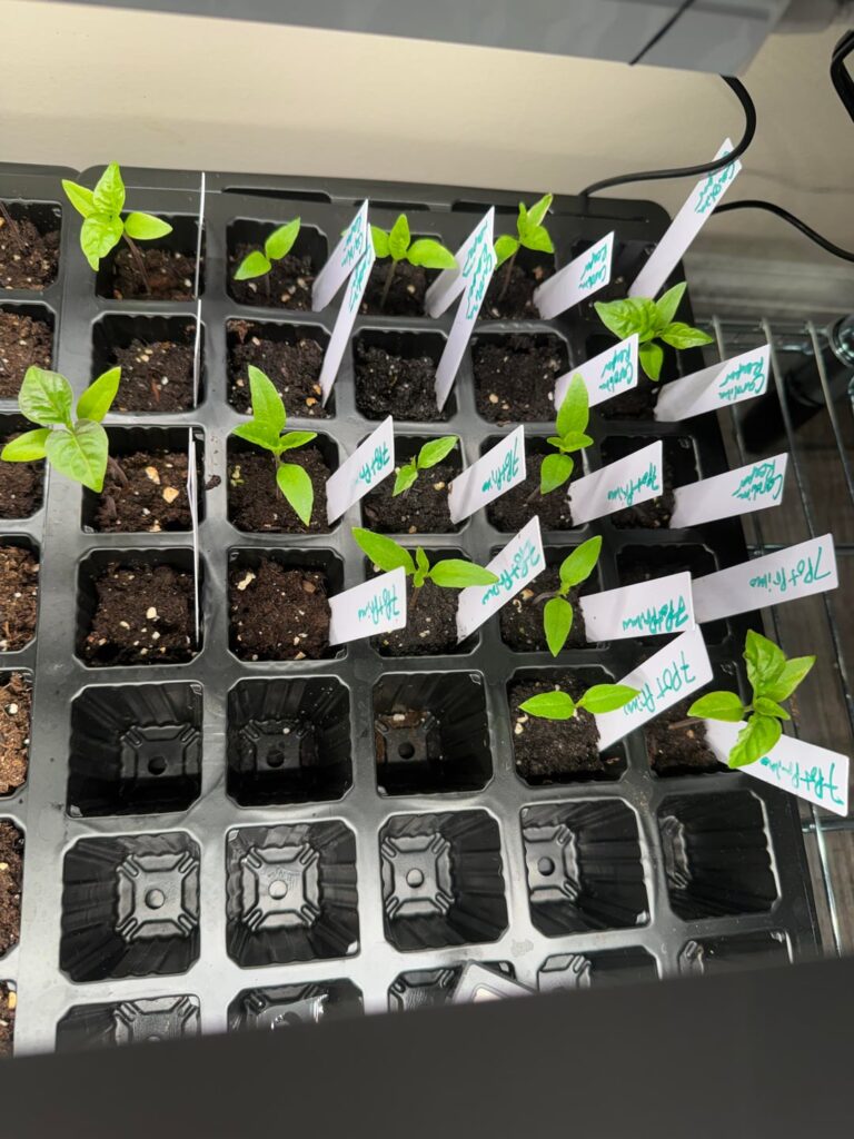 When should I pot up ? When should I pot up ?