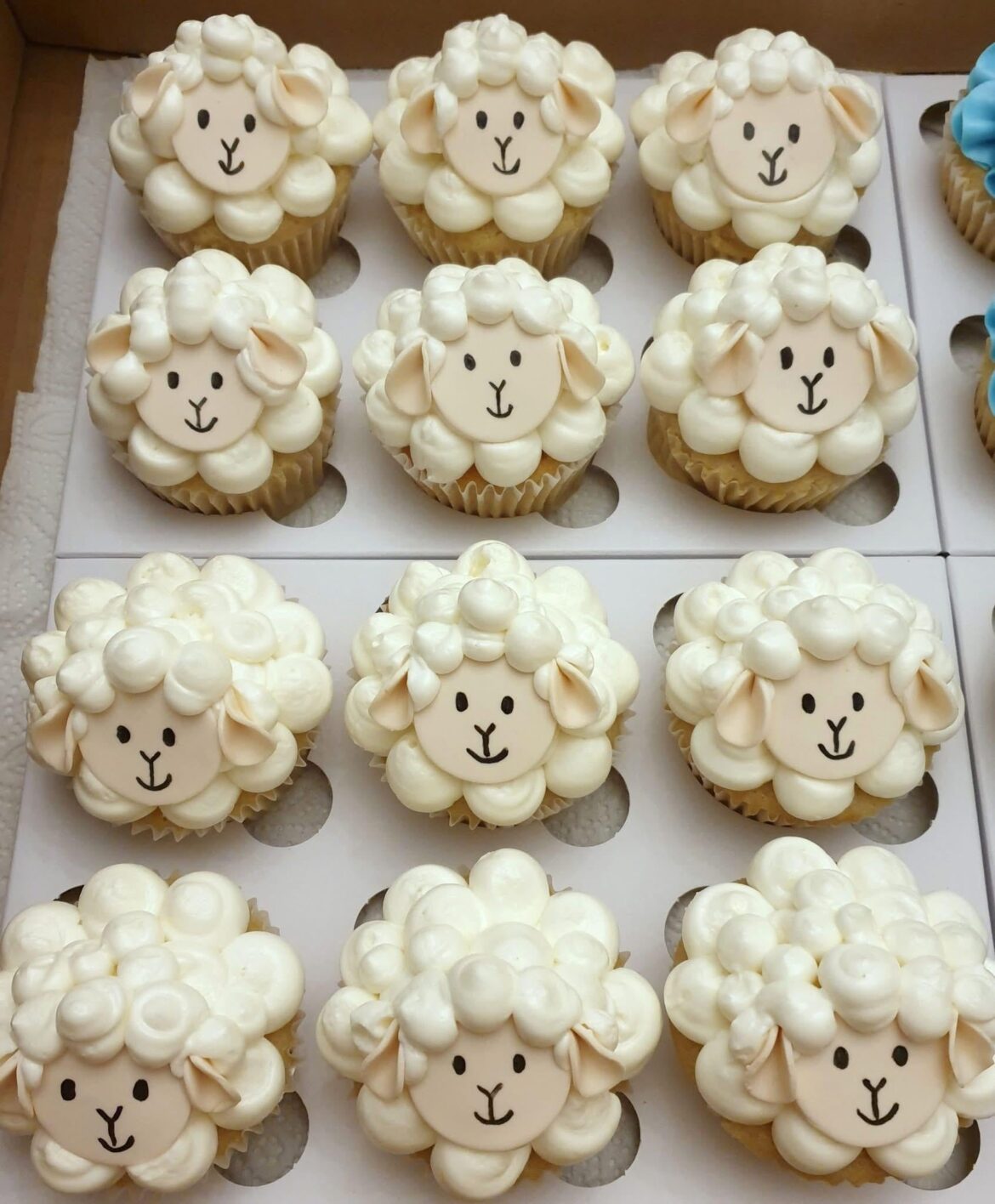 Just a little herd of sheep 🐑