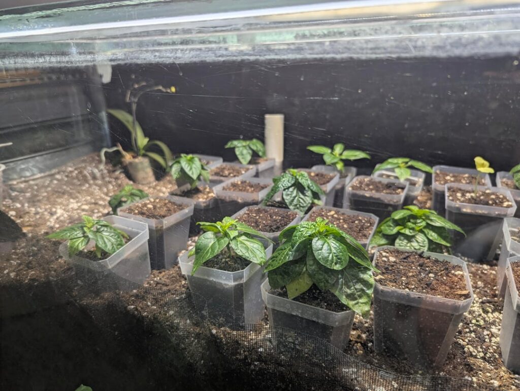Are my peppers too short? (scotch bonnet seedlings) Are my peppers too short? (scotch bonnet seedlings)