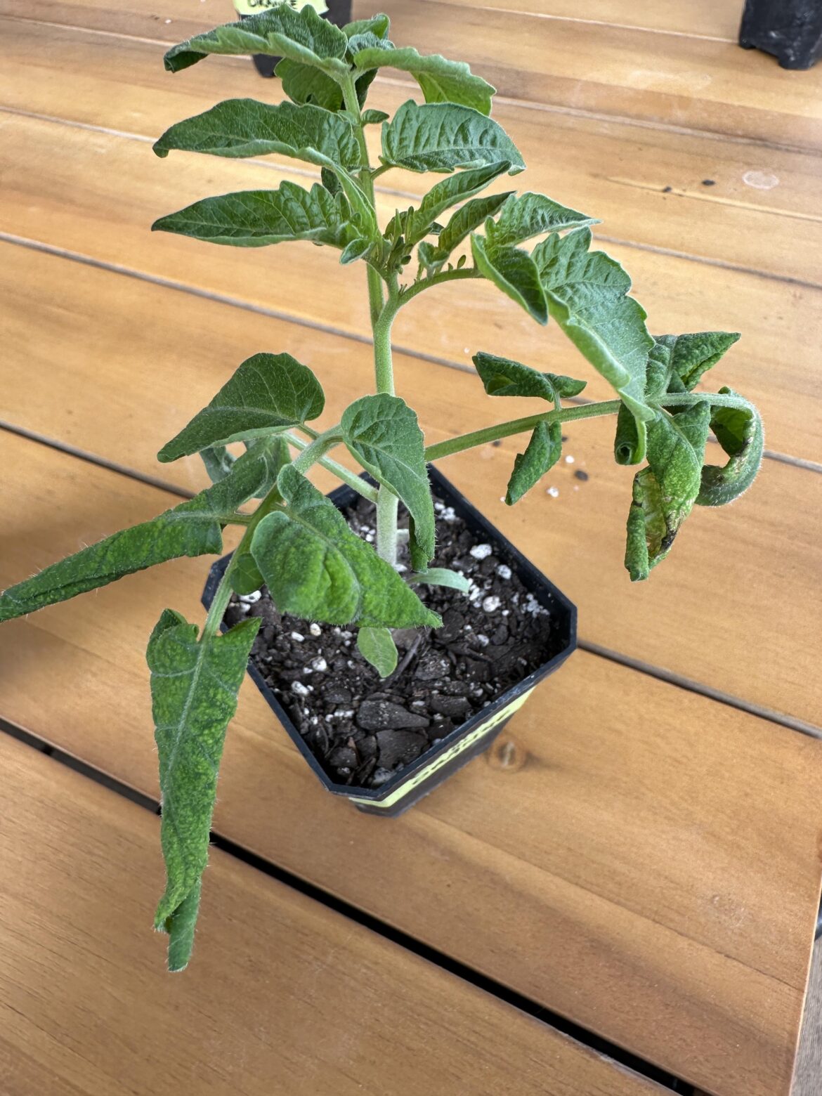 What Hell Do I Have On My Hands Here?