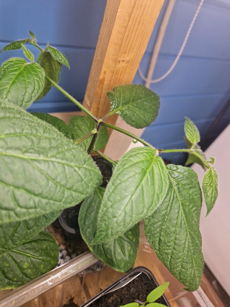 These plants grow wierd