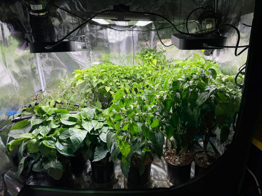 Happy with the progress from a month ago!