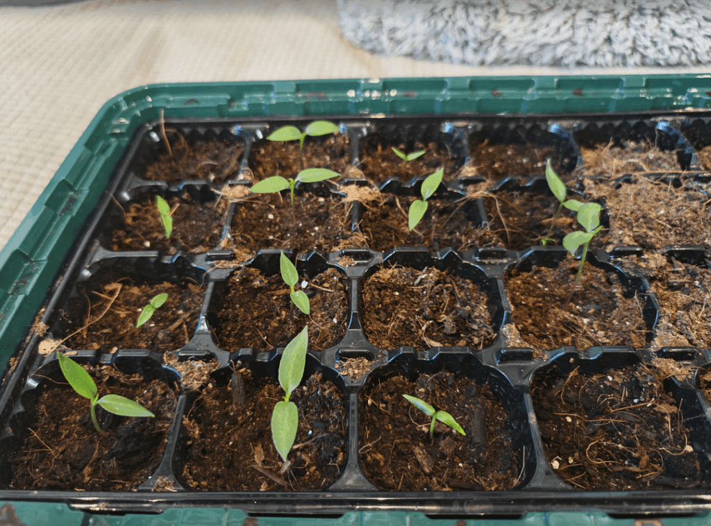 Nearly 100% germination rate