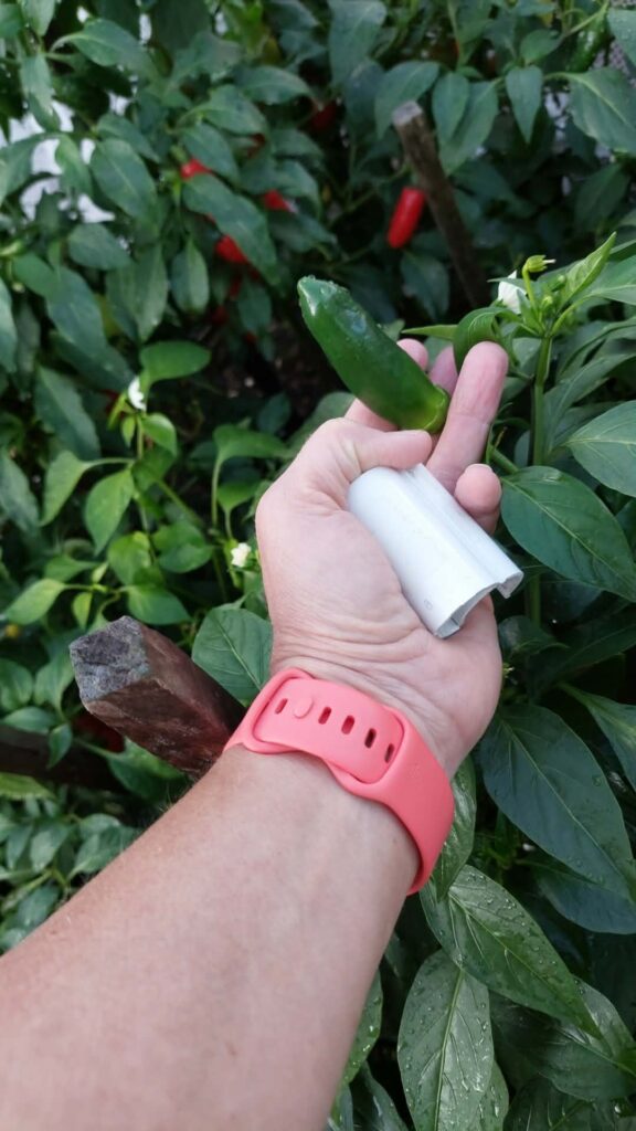 Hybrid pepper Jalapeno/birdseye/banana