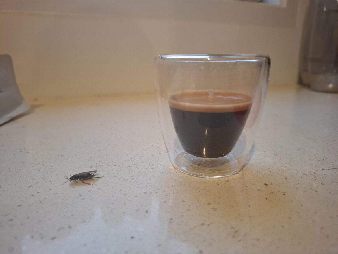 Ground my coffee, started WDTing, bloody roach crawls out of the grounds. The rocks have legs now!