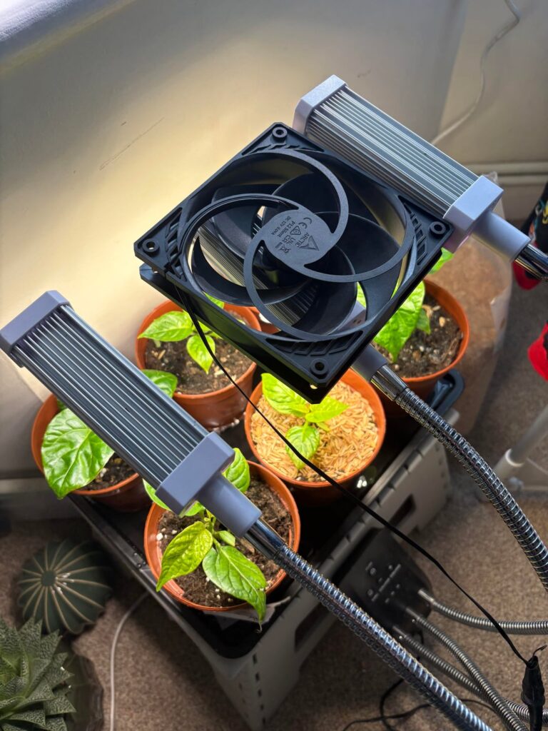 My improvised fan setup fell over, and brutally decapitated my best Lemon Habanero seedling