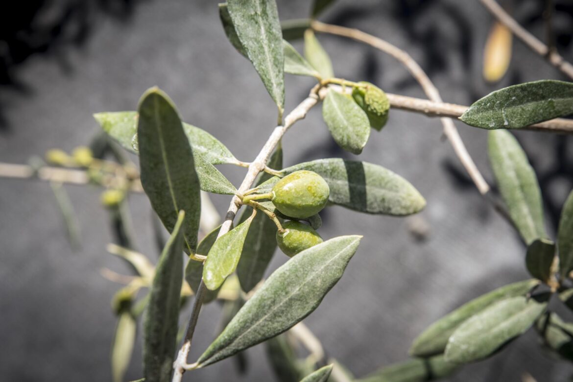 Oregon State olive oil wins bronze at Los Angeles competition Close-up of an olive branch with small green olives and narrow gray-green leaves.