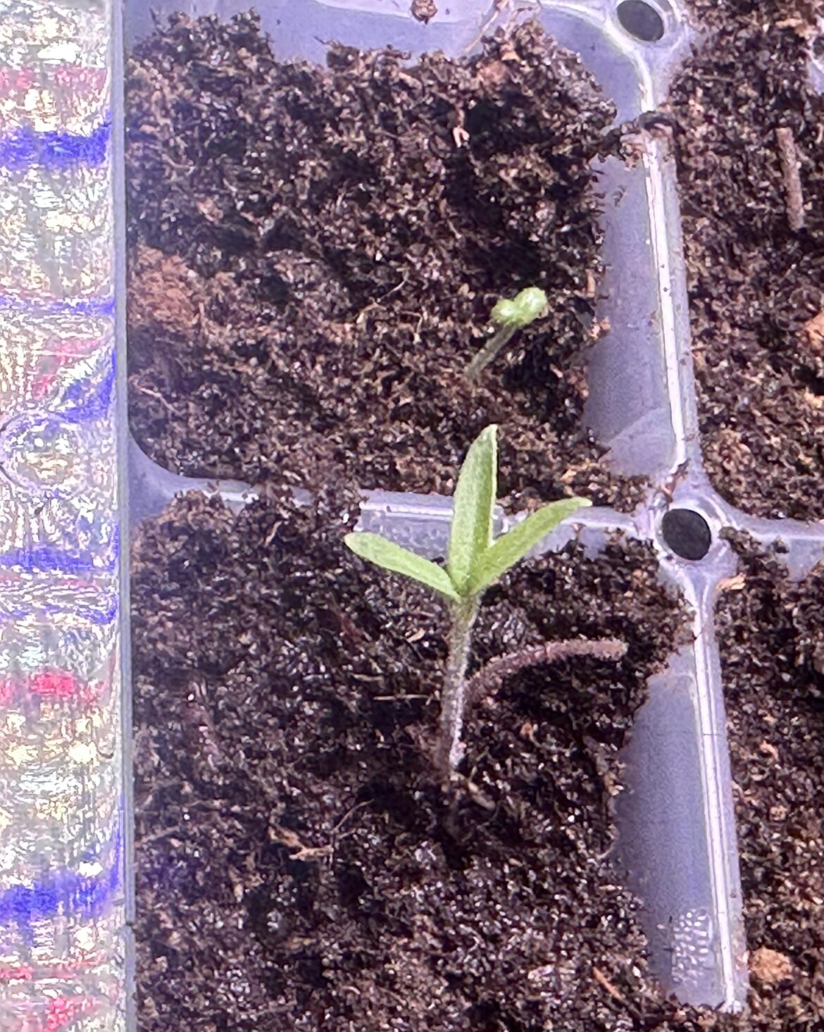 Three Cotyledons!