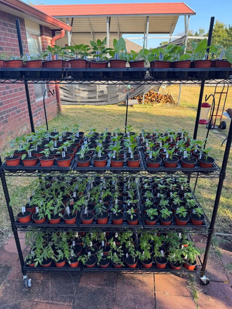 Tomatoes and peppers officially uppotted and hardening off 🌱 How’s everyone else looking?