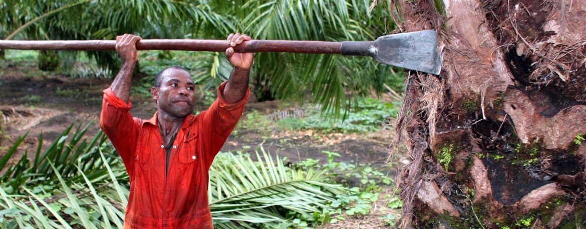 France Cuts Proposed Tax Hike on Palm Oil