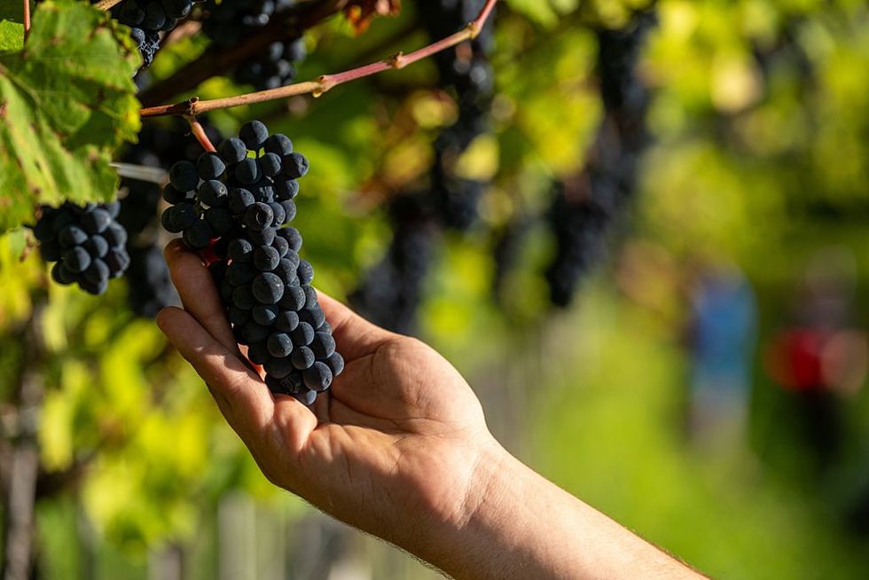 Pinot Noir grapes