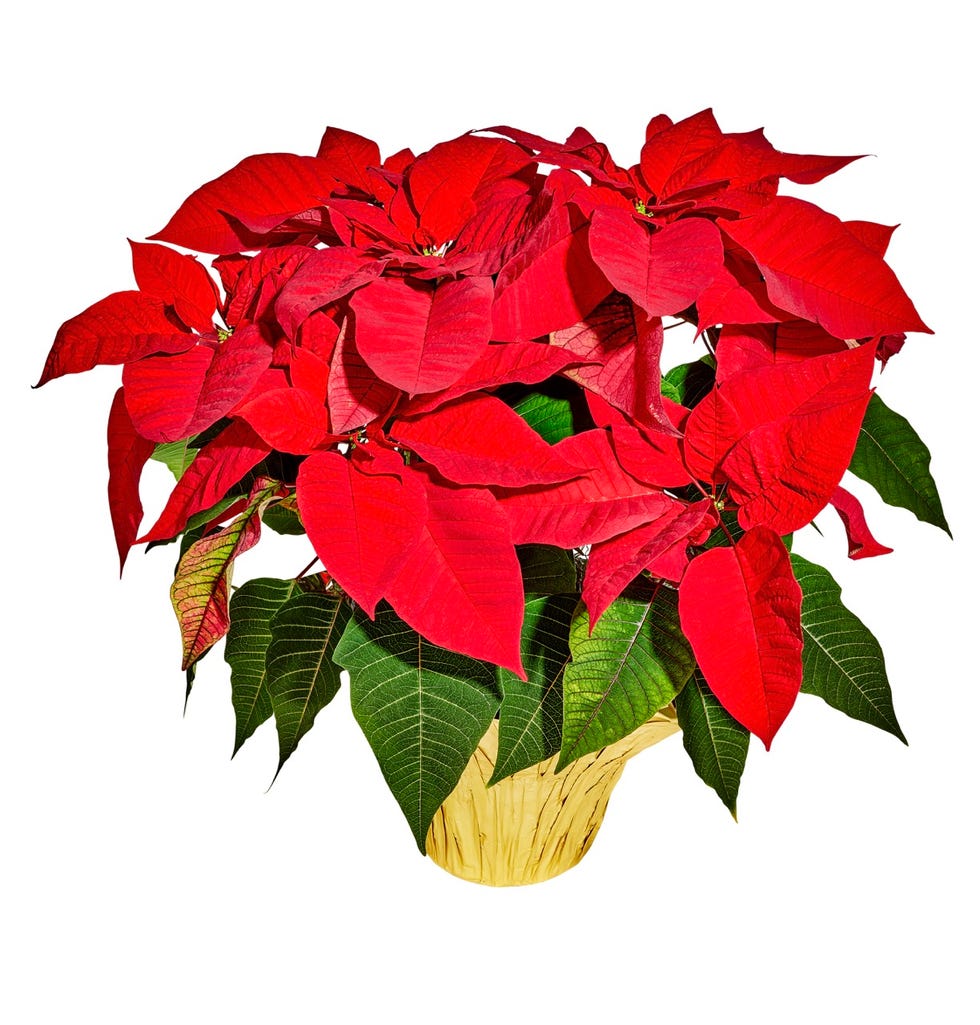 poinsettia plant with vibrant red leaves and green foliage in a woven pot