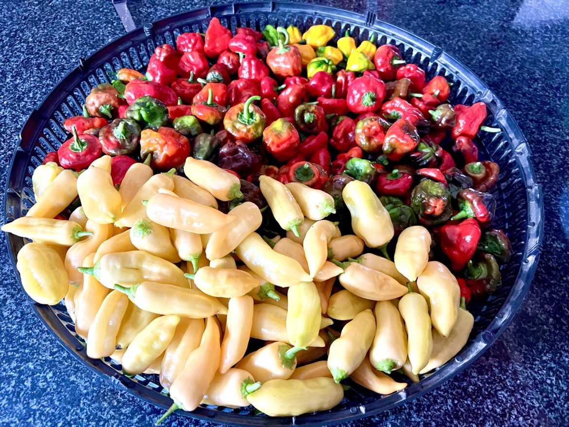 some from today’s pickings