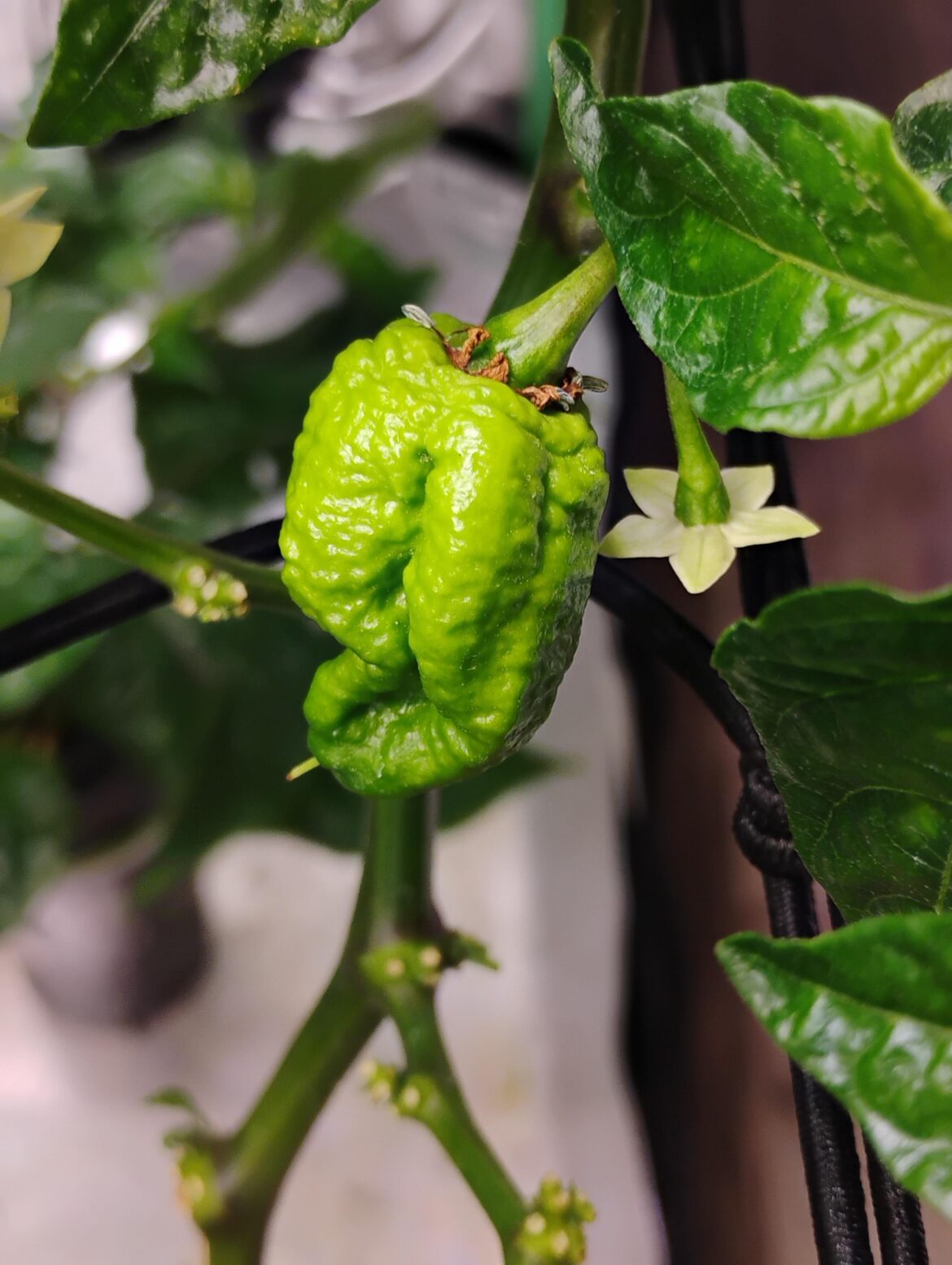 Apocalypse Scorpion?