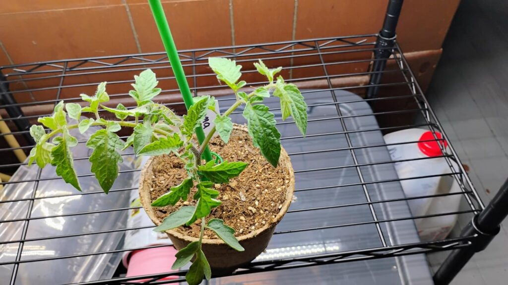 I'm just very excited about my plants