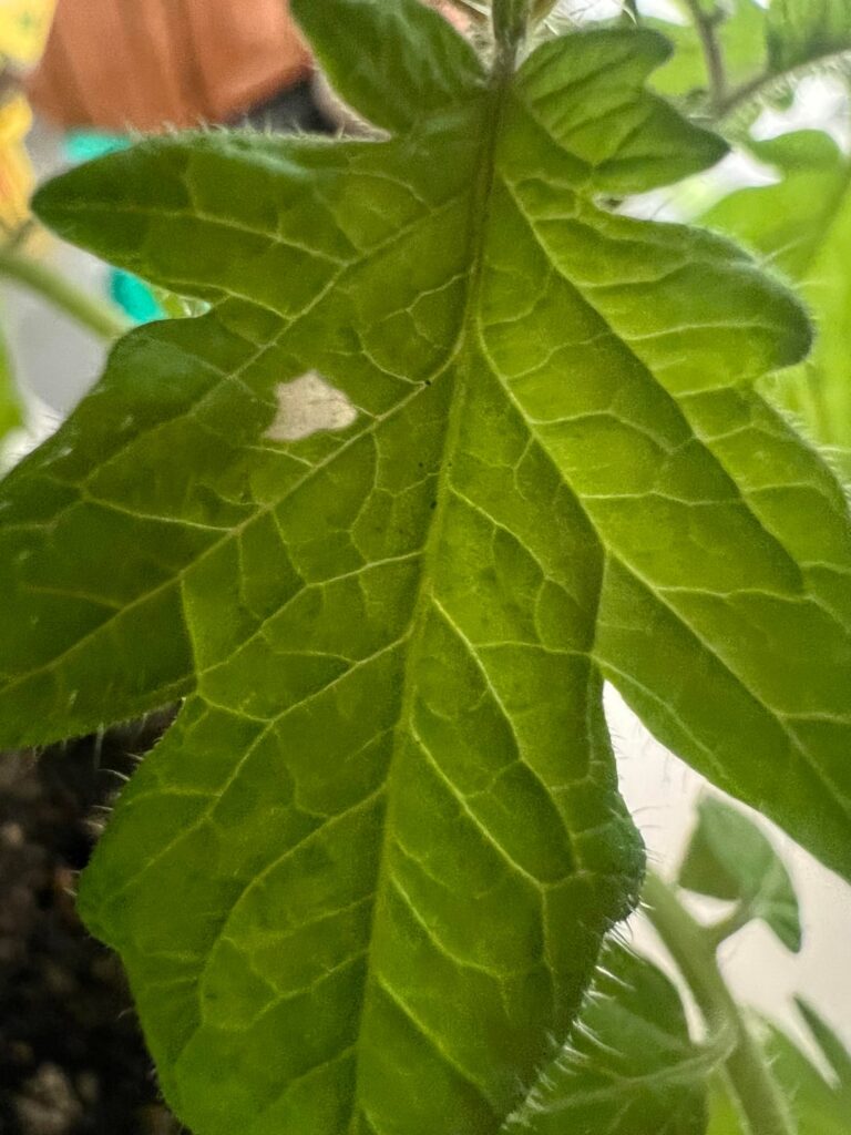 Anyone know what the white spots are ?big boy verity