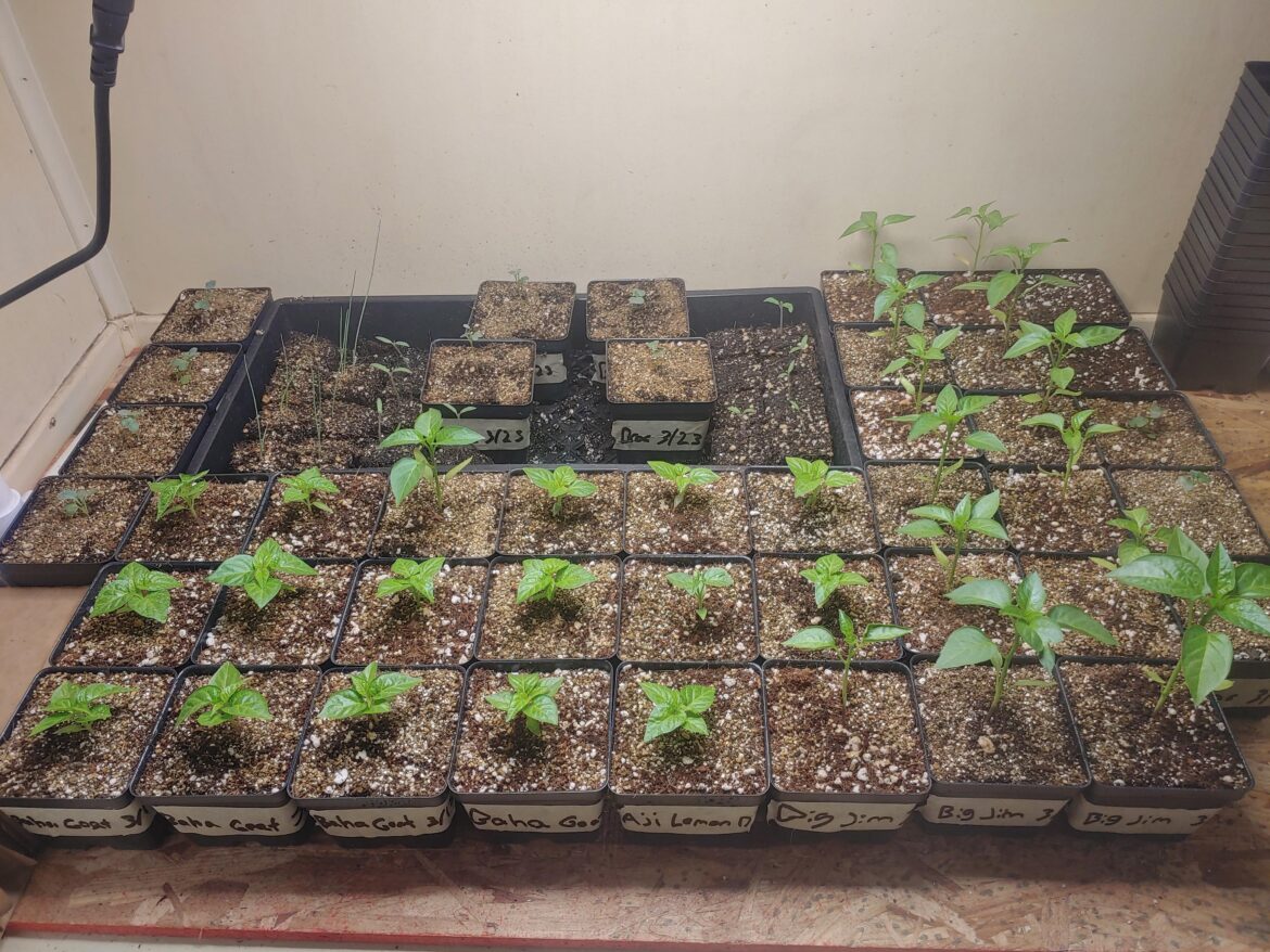 First Time Grower's Pepper Horde