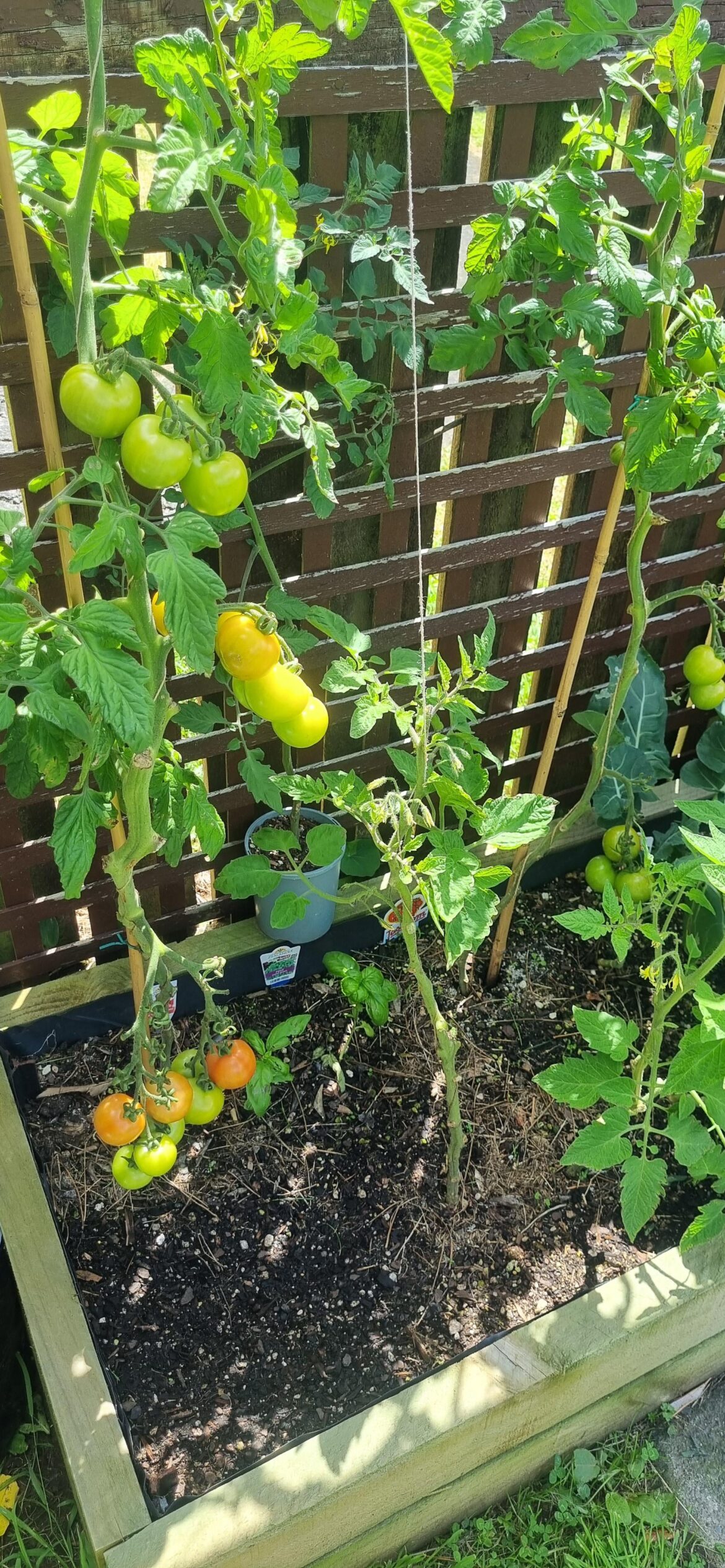 Very nice having some colour in the garden