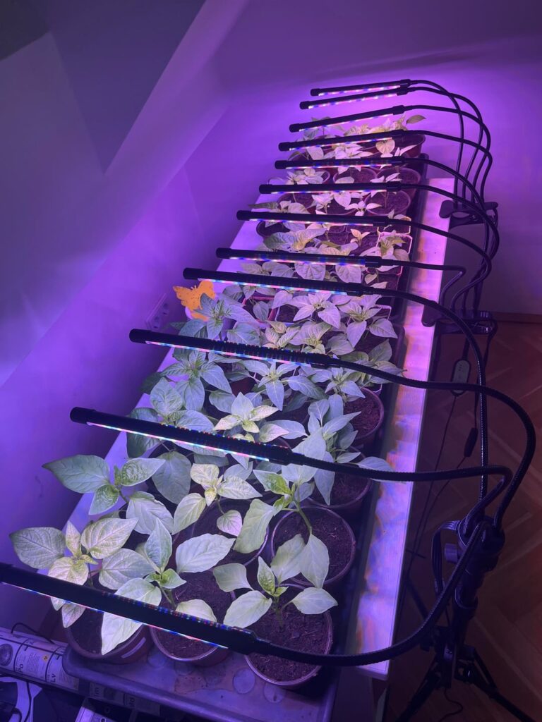 This years seedlings….