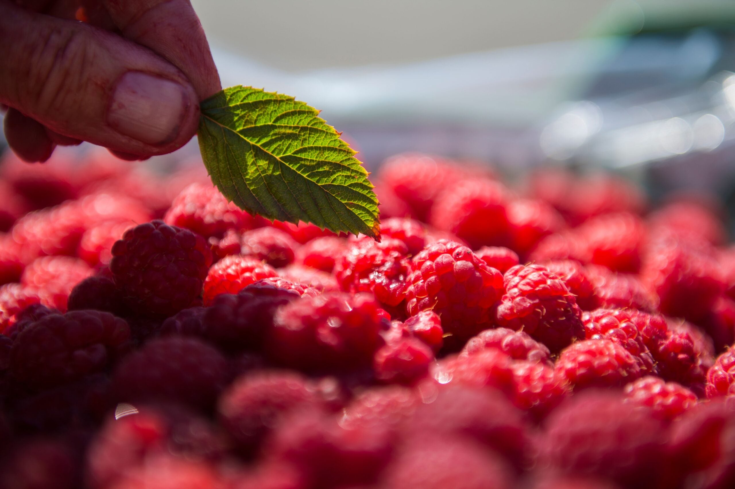 capreolus distillery