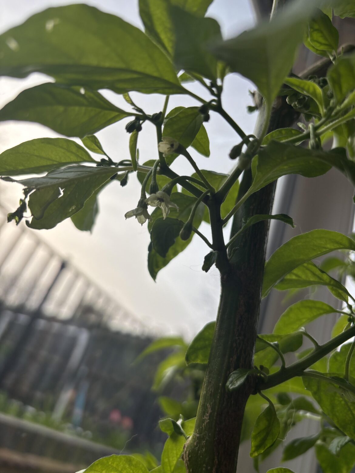 Overwintered Armageddon flowering already 😬🔥