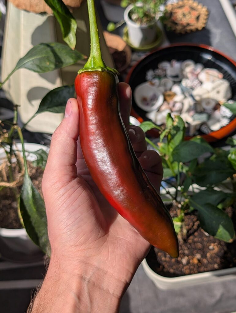 My year-old ghost plant decided to grow exactly one, giant pepper