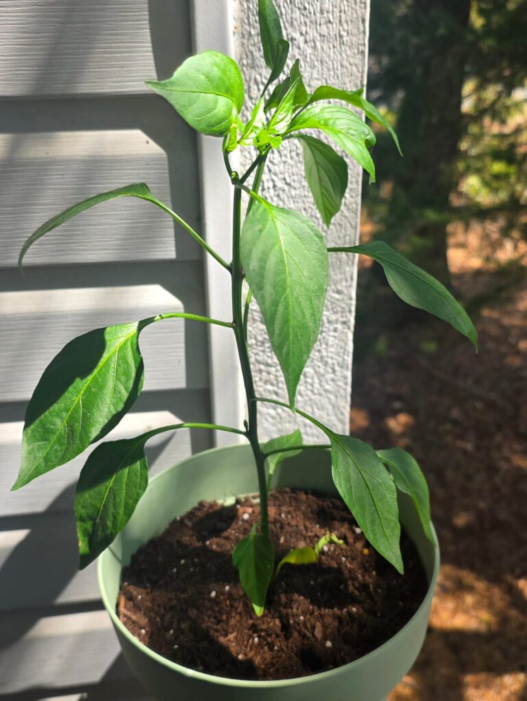 Decided to start trying to grow peppers. Here's my Jalapeno, my Tobasco, and my Habanero.