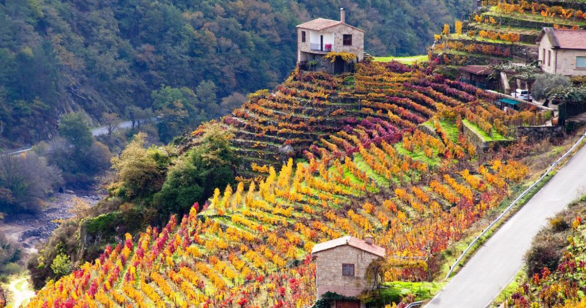 Spain's wine revolution